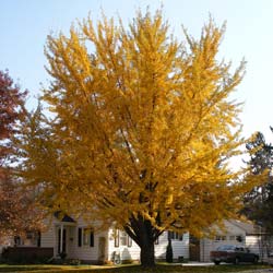 ginkgo biloba